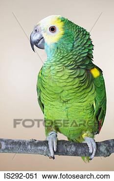 Stock Photography - green parrot perching 
on branch. fotosearch 
- search stock 
photos, pictures, 
images, and photo 
clipart