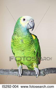 Stock Photo - parrot on branch. 
fotosearch - search 
stock photos, 
pictures, images, 
and photo clipart