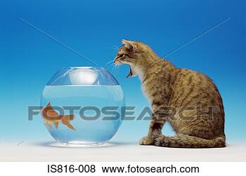 Stock Photo - cat watching a 
goldfish. fotosearch 
- search stock 
photos, pictures, 
images, and photo 
clipart