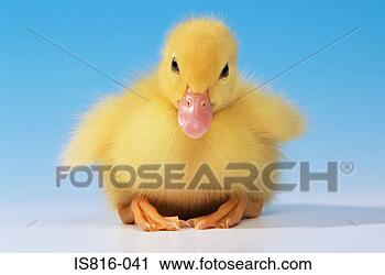 Stock Photography - duckling. fotosearch 
- search stock 
photos, pictures, 
images, and photo 
clipart