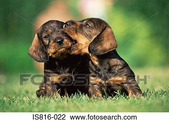 Stock Photo - two puppies in  a field. fotosearch  - search stock  photos, pictures,  wall murals, images,  and photo clipart