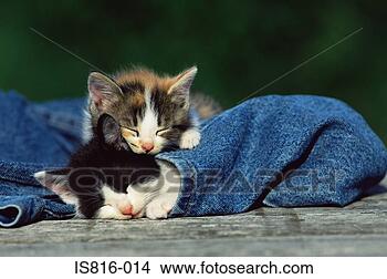 Stock Photo - two sleeping kittens. 
fotosearch - search 
stock photos, 
pictures, images, 
and photo clipart