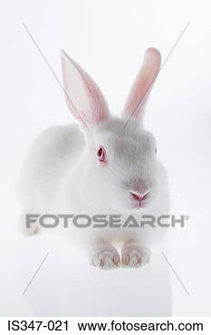Stock Photography - white rabbit. 
fotosearch - search 
stock photos, 
pictures, images, 
and photo clipart