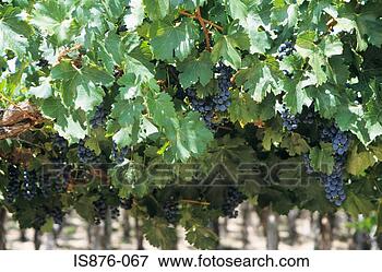Picture - grapes on vines. 
fotosearch - search 
stock photos, 
pictures, images, 
and photo clipart