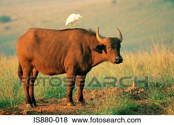 Banco de Imagem - africano,  búfalo. 
fotosearch - busca 
de fotos, imagens 
e clipart