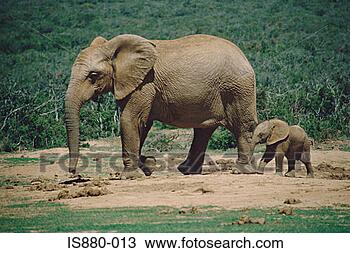 Banco de Imagem - africano,  elefante. 
fotosearch - busca 
de fotos, imagens 
e clipart