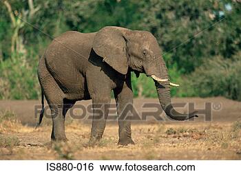 Banco de Imagem - africano,  elefante. 
fotosearch - busca 
de fotos, imagens 
e clipart