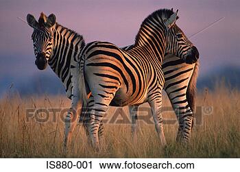 Arquivo de Fotografia - dois,  zebras. 
fotosearch - busca 
de fotos, imagens 
e clipart