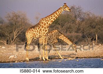 Banco de Imagem - girafa. fotosearch 
- busca de fotos, 
imagens e clipart