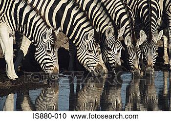 Arquivo de Fotografias - zebra,  bebendo, 
 waterhole. fotosearch 
- busca de fotos, 
imagens e clipart