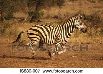 Foto - zebra,  executando. 
fotosearch - busca 
de fotos, imagens 
e clipart