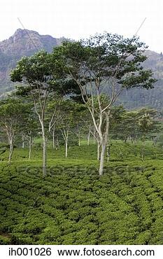 Stock Photo - the beauty of 
nature. fotosearch 
- search stock 
photos, pictures, 
images, and photo 
clipart