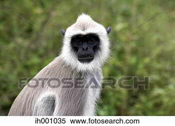 Stock Image - black faced vervet. 
fotosearch - search 
stock photos, 
pictures, images, 
and photo clipart