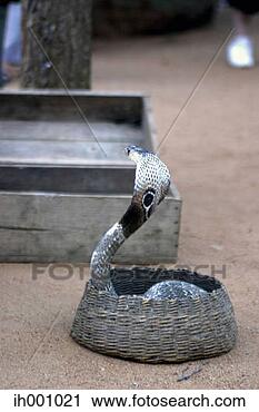 Stock Photography - cobra creeping 
out from a basket. 
fotosearch - search 
stock photos, 
pictures, images, 
and photo clipart