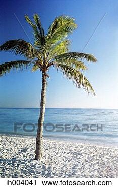 Stock Photography - tropical island. 
fotosearch - search 
stock photos, 
pictures, images, 
and photo clipart