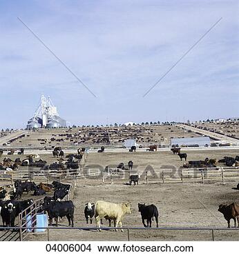 Stock Photo - cattle at a feeding 
station. fotosearch 
- search stock 
photos, pictures, 
images, and photo 
clipart