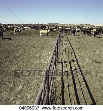 Picture - cattle at a feeding 
station. fotosearch 
- search stock 
photos, pictures, 
images, and photo 
clipart