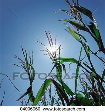 Stock Photography - crops growing 
in a field, close 
up. fotosearch 
- search stock 
photos, pictures, 
images, and photo 
clipart