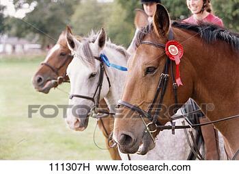 Stock Photo - close up shot 
of three horses 
with two riders, 
 the horses display. 
fotosearch - search 
stock photos, 
pictures, images, 
and photo clipart