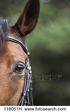 Stock Photo - detail view of 
a horse's face. 
fotosearch - search 
stock photos, 
pictures, images, 
and photo clipart