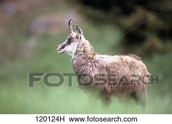 Stock Photo - portrait of a 
chamois, (rupicapra 
rupicapra), in 
a rural setting. 
fotosearch - search 
stock photos, 
pictures, images, 
and photo clipart
