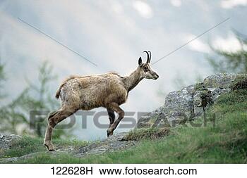 Stock Photo - portrait of a 
chamois, (rupicapra 
rupicapra), climbing 
a rocky hill. 
fotosearch - search 
stock photos, 
pictures, images, 
and photo clipart