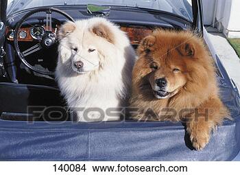 Stock Photo - car, american 
eskimo dog, canine, 
animal care, animal, 
alert. fotosearch 
- search stock 
photos, pictures, 
images, and photo 
clipart