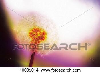 Stock Photo - clock, dandelion, 
dandelion clock, 
dead, feathery, 
glowing, golden. 
fotosearch - search 
stock photos, 
pictures, images, 
and photo clipart