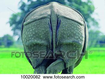 Stock Photo - rhinoceros, animals, 
armour, behind, 
bottom, cumbersome, 
grey. fotosearch 
- search stock 
photos, pictures, 
images, and photo 
clipart