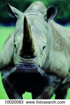 Stock Photo - rhinoceros, animals, 
breathing, closeup, 
dinosaur, eye, 
face. fotosearch 
- search stock 
photos, pictures, 
images, and photo 
clipart