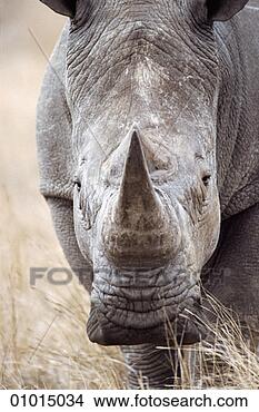 Stock Photo - white rhino or 
ceratotherium 
simum. fotosearch 
- search stock 
photos, pictures, 
images, and photo 
clipart