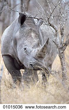 Stock Photo - white rhino or 
or ceratotherium 
simum. fotosearch 
- search stock 
photos, pictures, 
images, and photo 
clipart
