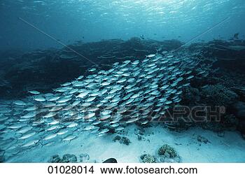 Stock Photo - gold-banded fusiliers 
or caesio caerularea. 
fotosearch - search 
stock photos, 
pictures, images, 
and photo clipart