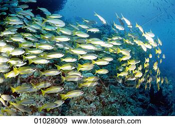 Stock Photograph - yellow-stripe 
goatfish or mulloidichthys 
vanicolensis. 
fotosearch - search 
stock photos, 
pictures, images, 
and photo clipart