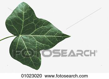 ivy leaf spectacle