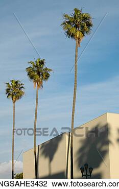 Stock Photo - palm trees beside 
mall. fotosearch 
- search stock 
photos, pictures, 
images, and photo 
clipart