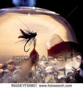 Stock Photography - flyfishing lure 
in bowl of goldfish. 
fotosearch - search 
stock photos, 
pictures, images, 
and photo clipart