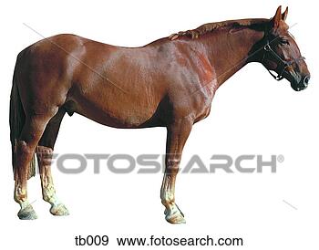 Stock Photograph - photograph of 
a medium/heavy 
horse. fotosearch 
- search stock 
photos, pictures, 
images, and photo 
clipart