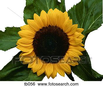 Stock Photo - photograph of 
a sunflower head. 
fotosearch - search 
stock photos, 
pictures, images, 
and photo clipart