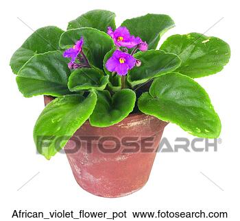 Stock Photo - african violet 
flower pot. fotosearch 
- search stock 
photos, pictures, 
images, and photo 
clipart
