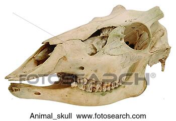 animal skull demeanor