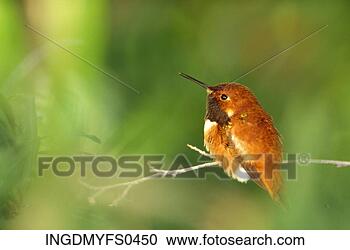 Stock Photography - little bird on 
a twig. fotosearch 
- search stock 
photos, pictures, 
images, and photo 
clipart