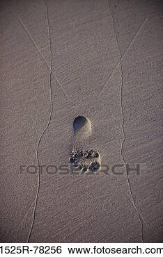 Stock Photo - beach, barefoot, 
still life, footprint, 
unique, solitude. 
fotosearch - search 
stock photos, 
pictures, images, 
and photo clipart