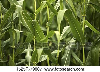 Picture - close-up of corn 
stalks in a field. 
fotosearch - search 
stock photos, 
pictures, images, 
and photo clipart