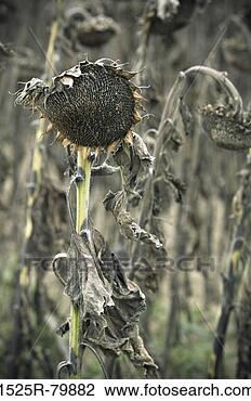 Stock Photo - close-up of dead 
sunflowers (helianthus 
annuus). fotosearch 
- search stock 
photos, pictures, 
images, and photo 
clipart