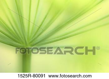 Stock Photography - close-up of a 
stem of a flower. 
fotosearch - search 
stock photos, 
pictures, images, 
and photo clipart