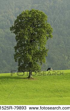 Stock Photo - tree and a cow 
on a field. fotosearch 
- search stock 
photos, pictures, 
images, and photo 
clipart