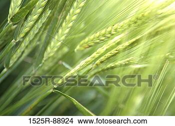 Stock Photo - close-up of wheat 
crop in a field. 
fotosearch - search 
stock photos, 
pictures, images, 
and photo clipart