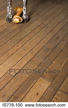 Stock Photography - dog with a dog 
chew. fotosearch 
- search stock 
photos, pictures, 
images, and photo 
clipart