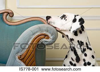 Arquivo de Fotografia - wistful,  dalmation. 
fotosearch - busca 
de fotos, imagens 
e clipart